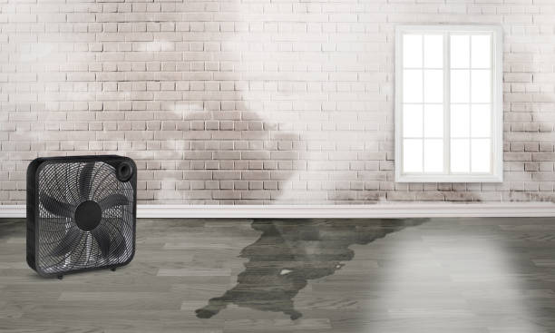 Best Local water damage restoration  in Edgerton, WI
